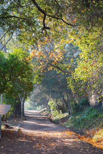 A dirt road is lined with trees and has a white sign on the side.